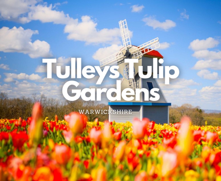 Tulleys Tulips