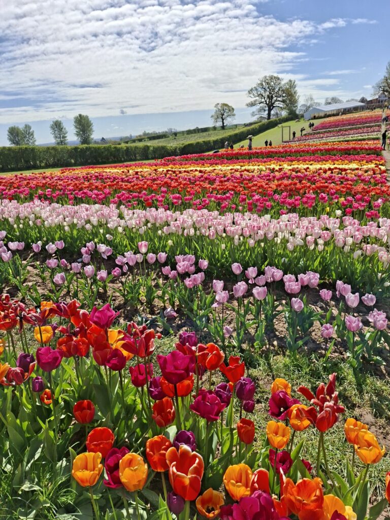 Tulip Fields