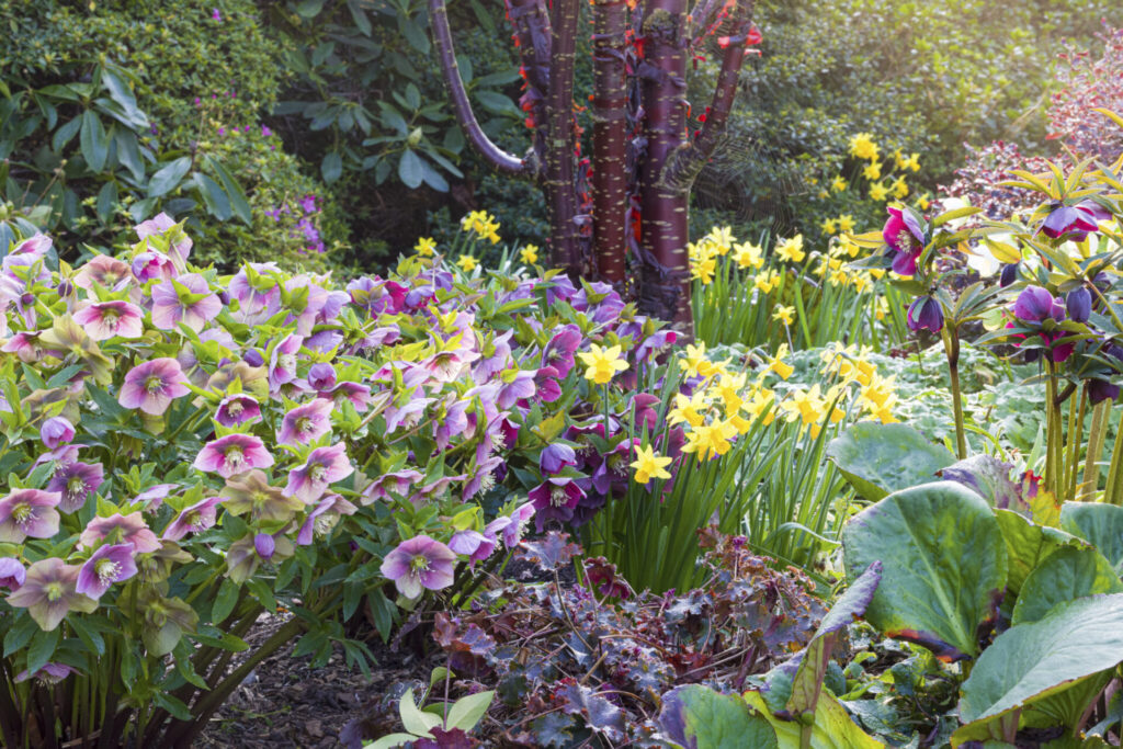 March flowers